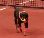 tennis ramasseur Des chiens remplacent les ramasseurs de balles