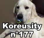 koreusity insolite 2016 Koreusity n°177