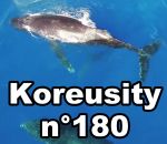 koreusity Koreusity n°180