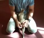 bebe Un bébé kangourou trouve une poche