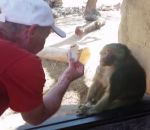babouin singe Un singe impressionné par un tour de magie