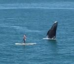 baleine paddleboard bond Une baleine saute près d'un paddleboardeur