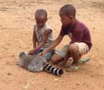 lemurien enfant Un lémurien demande des caresses