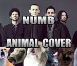 park musique « Numb » de Linkin Park (Version animale)