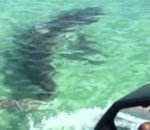 homme Un requin attaque un jetski