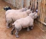cri bebe Trois bébés rhinocéros pleurent pour avoir du lait