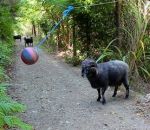 tete ballon chemin Le bélier Rambro croise un ballon suspendu dans la forêt