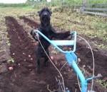 terre chien labourer Je suis un chien et je cultive des pommes de terre
