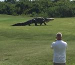 geant alligator Jouer au golf en Floride