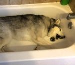 chien crise Un husky fait un caprice dans une baignoire 