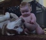 bebe chien Un husky avec un bébé