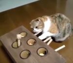 jeu taupe bois Jeu de la taupe pour chat