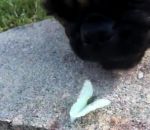 papillon chien manger Joli papillon vs Chien