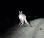 nuit voiture Un kangourou attaque une voiture