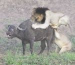 attaque lionne Lions vs Buffle
