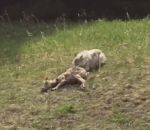 foret Un loup attrape une chèvre sur une route