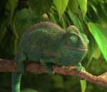 animation cameleon Notre Merveilleuse Nature : le caméléon commun