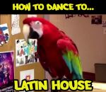 perroquet Comment danser sur de la musique électronique