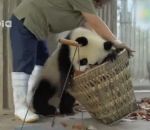 zoo panda Pas facile de nettoyer l'enclos de bébés pandas