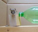 souris piege Piège à souris avec une bouteille en plastique