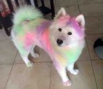 pelage Un chien Samoyède après une course de couleurs