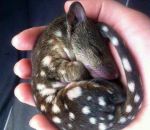 main Un bébé chat marsupial
