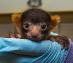 lemurien bebe Bébé vari roux