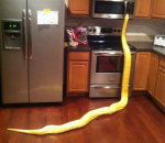 serpent Quand ton boa domestique te prépare à manger