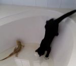 baignoire lezard Ce moment où un chat regrette son geste