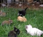 lapin chat Des chatons et des lapins jouent dans l'herbe