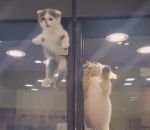 sauter vitre Un chaton se sent seul dans une animalerie