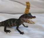 cereale defi Cheerio challenge avec un bébé... alligator
