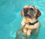 labrador eau Un chien découvre qu'il a pied dans la piscine