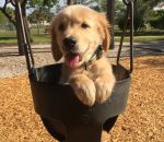 chiot chien retriever Un chiot Golden Retriever fait de la balançoire au parc