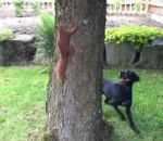 ecureuil tronc Un écureuil trolle un chien autour d'un arbre