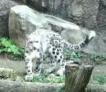 zoo Un léopard des neiges saute contre un mur avec style