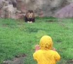 vitre faceplant Un lion attaque un enfant par derrière dans un zoo