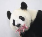 belgique Naissance d'un bébé panda géant en Belgique