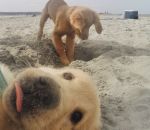 plage chien Le photobomb le plus mignon