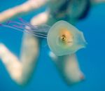 poisson Un poisson pris au piège dans une méduse