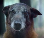 accident pub chien Campagne de sensibilisation contre l’abandon des animaux