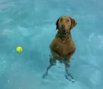 eau piscine nager Le retour du chien qui ne savait pas nager