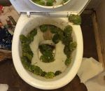 trone toilettes Des toilettes envahies par les grenouilles après des inondations
