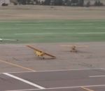 avion aeroport vent Le vent fait décoller des avions