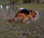 heureux chien Un berger allemand s'éclate dans l'eau