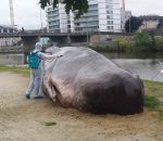 baleine cachalot Un cachalot échoué à Rennes