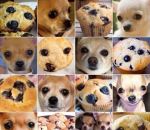 gateau chien Choisissez toutes les images avec des chiens #CAPTCHA