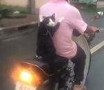 passager Un chat à l'arrière d'un scooter