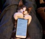 chaton La meilleure coque de téléphone