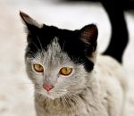 chaton chat Les yeux de Sauron